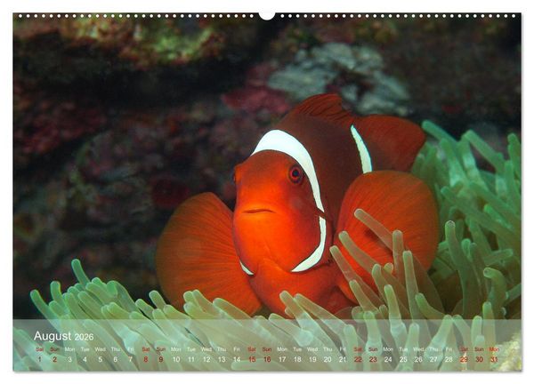 Produktbild: Anemonefish - always busy - always on the move (Wall Calendar 2026 DIN A2 landscape), CALVENDO 12 Month Wall Calendar