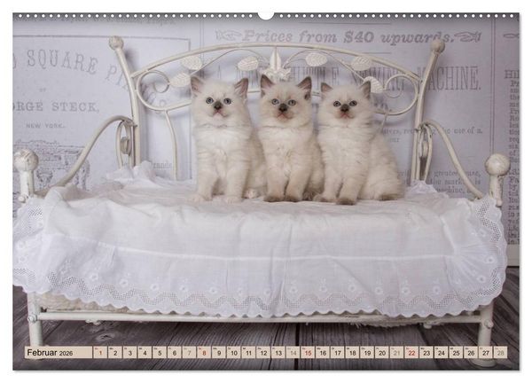 Produktbild: RAGDOLLS Impressionen aus der Kinderstube (hochwertiger Premium Wandkalender 2026 DIN A2 quer), Kunstdruck in Hochglanz