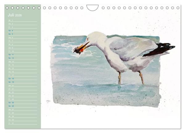 Produktbild: M&ouml;wen - Aquarelle von Julia Pasinski (Wandkalender 2026 DIN A4 quer), CALVENDO Monatskalender