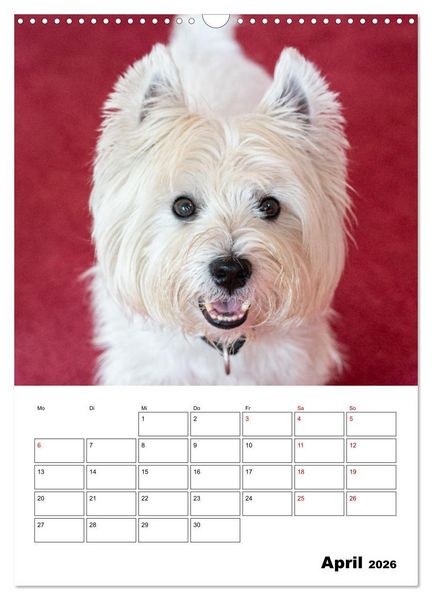 Produktbild: West Highland White Terrier - Herzensbrecher auf vier Pfoten (Wandkalender 2026 DIN A3 hoch), CALVENDO Monatskalender
