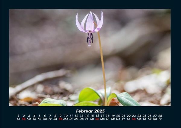 Produktbild: Blumenzauber 2025 Fotokalender DIN A4