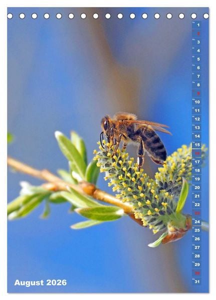 Produktbild: Blossom Love, von Bienen und Hummeln (Tischkalender 2026 DIN A5 hoch), CALVENDO Monatskalender