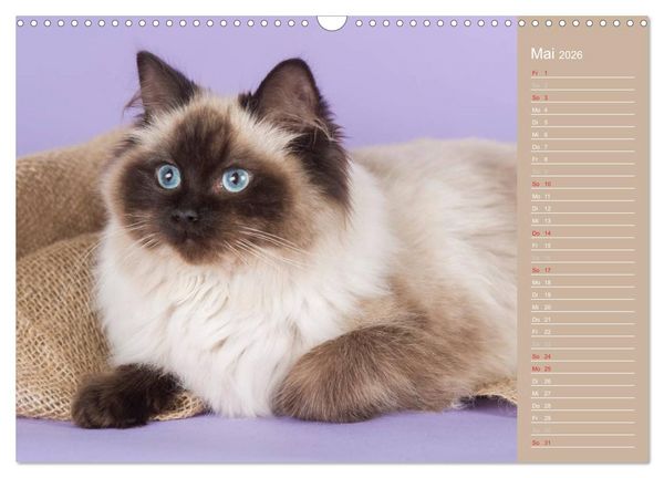 Produktbild: Zauberhafte Ragdolls / Geburtstagskalender (Wandkalender 2026 DIN A3 quer), CALVENDO Monatskalender