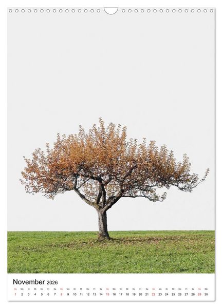 Produktbild: B&auml;ume (Wandkalender 2026 DIN A3 hoch), CALVENDO Monatskalender