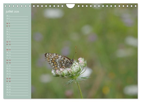 Produktbild: Merveilleux papillons (Calendrier mural 2026 DIN A4 vertical), CALVENDO calendrier mensuel
