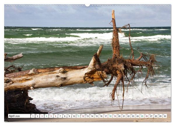 Produktbild: Dar&szlig;er Weststrand - Fischland Dar&szlig; Zingst (hochwertiger Premium Wandkalender 2026 DIN A2 quer), Kunstdruck in Hochglanz