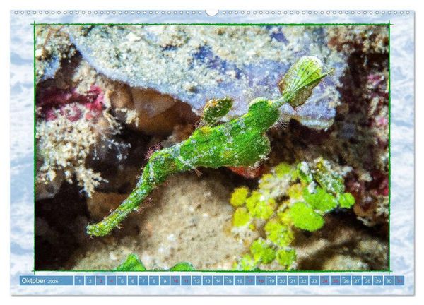 Produktbild: Farbenpracht unter Wasser (Wandkalender 2026 DIN A2 quer), CALVENDO Monatskalender