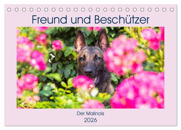 Produktbild: Freund und Besch&uuml;tzer - Der Malinois (Tischkalender 2026 DIN A5 quer), CALVENDO Monatskalender