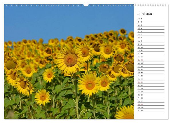 Produktbild: Ein Jahr lang Sonnenblumen (Wandkalender 2026 DIN A2 quer), CALVENDO Monatskalender