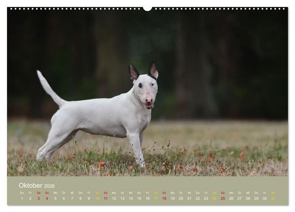 Produktbild: Bullterrier, liebenswerte Sturk&ouml;pfe (hochwertiger Premium Wandkalender 2026 DIN A2 quer), Kunstdruck in Hochglanz