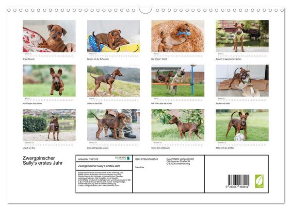 Produktbild: Zwergpinscher Sally&lsquo;s erstes Jahr (Wandkalender 2026 DIN A3 quer), CALVENDO Monatskalender