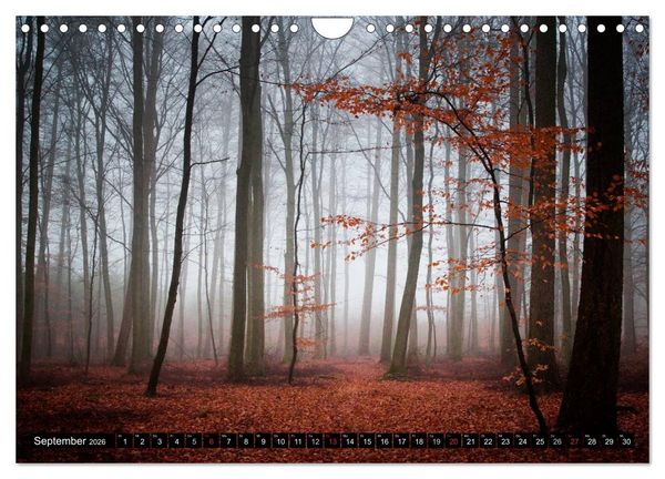 Produktbild: Zauberhafter Sachsenwald (Wandkalender 2026 DIN A4 quer), CALVENDO Monatskalender