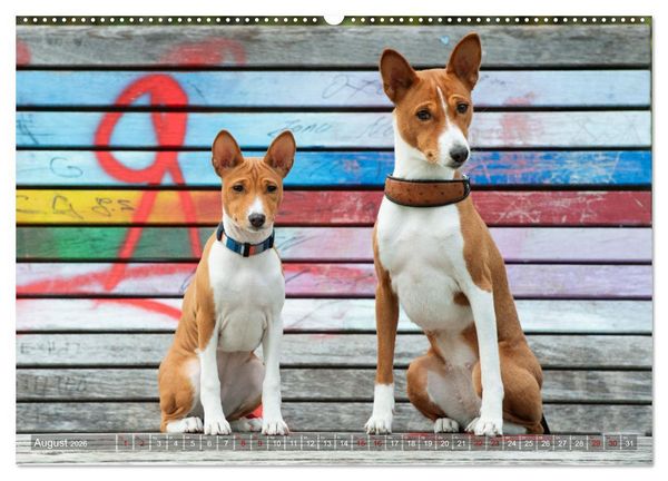 Produktbild: Basenji-Sch&ouml;nheiten (hochwertiger Premium Wandkalender 2026 DIN A2 quer), Kunstdruck in Hochglanz