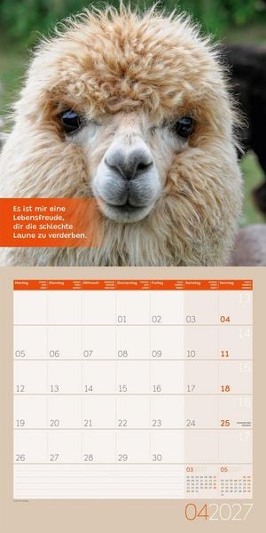Produktbild: No Drama, Lama Kalender 2027 - 30x30 - Art12