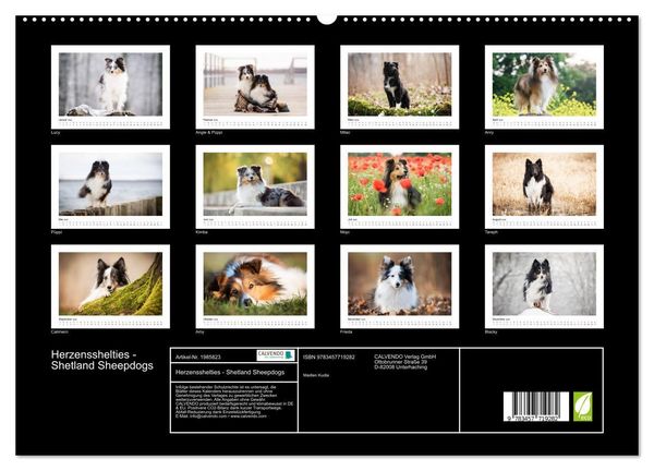 Produktbild: Herzensshelties - Shetland Sheepdogs (hochwertiger Premium Wandkalender 2026 DIN A2 quer), Kunstdruck in Hochglanz
