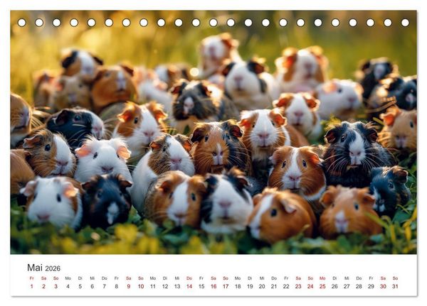Produktbild: Wuschelbande - Ein Jahr voller Meerschweinchen (Tischkalender 2026 DIN A5 quer), CALVENDO Monatskalender