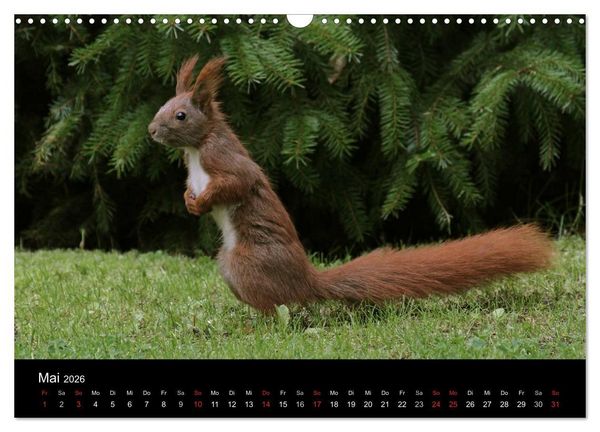 Produktbild: Artist im Garten. Das Eichh&ouml;rnchen (Wandkalender 2026 DIN A3 quer), CALVENDO Monatskalender