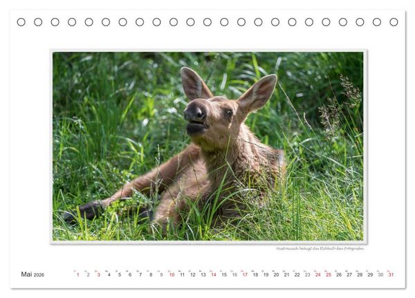 Produktbild: Emotionale Momente: Europ&auml;ischer Elch Part II (Tischkalender 2026 DIN A5 quer), CALVENDO Monatskalender