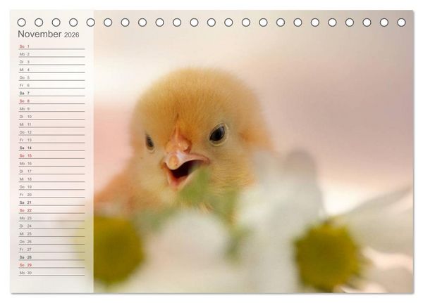 Produktbild: K&uuml;ken in der Kinderstube Terminplaner (Tischkalender 2026 DIN A5 quer), CALVENDO Monatskalender