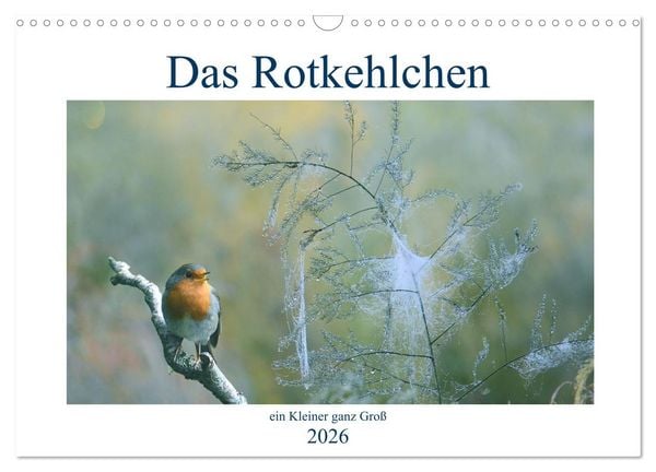 Produktbild: Das Rotkehlchen, ein Kleiner ganz Gro&szlig; (Wandkalender 2026 DIN A3 quer), CALVENDO Monatskalender