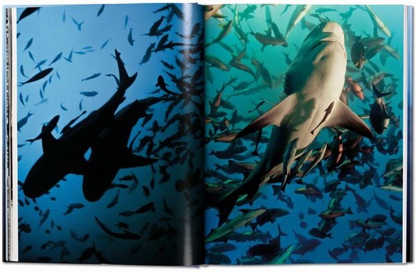 Produktbild: Michael Muller. Sharks