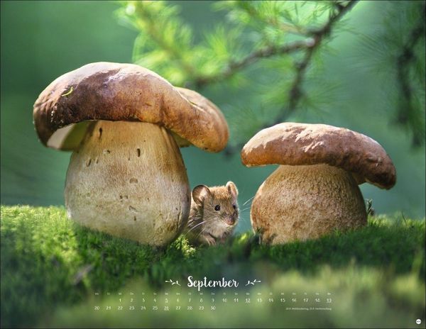Produktbild: Vadim Trunov: M&auml;rchenhaftes Waldleben Posterkalender 2027