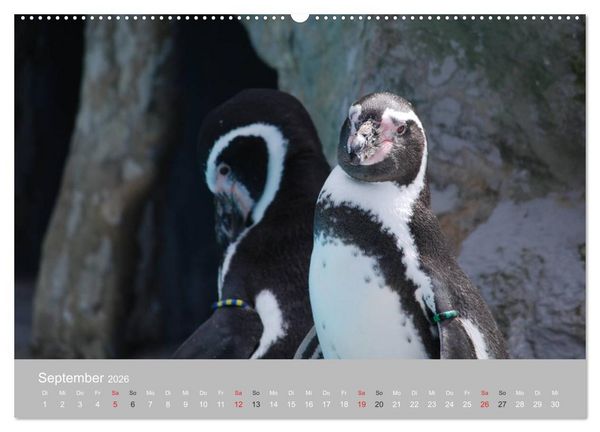 Produktbild: Pinguine 2026 (Wandkalender 2026 DIN A2 quer), CALVENDO Monatskalender