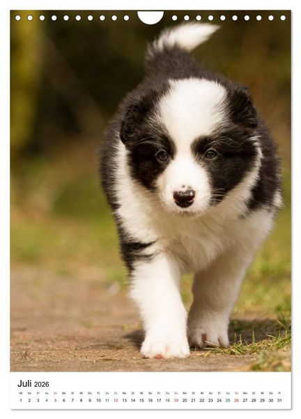 Produktbild: Border Collie Zuckerschnuten (Wandkalender 2026 DIN A4 hoch), CALVENDO Monatskalender