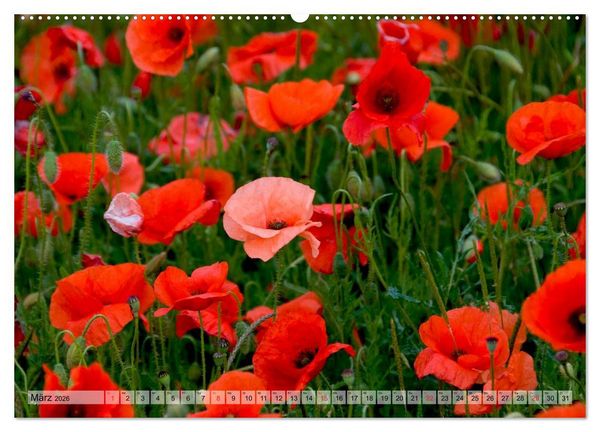 Produktbild: Voll Mohn (Wandkalender 2026 DIN A2 quer), CALVENDO Monatskalender