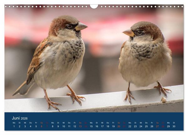 Produktbild: Spatzen-Kalender (Wandkalender 2026 DIN A3 quer), CALVENDO Monatskalender
