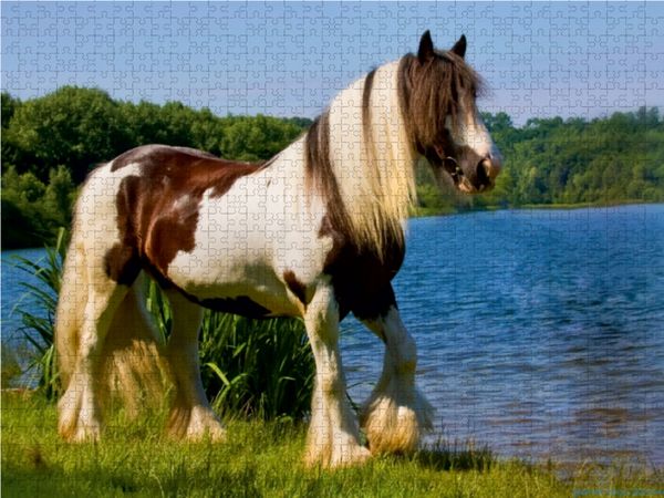 Produktbild: CALVENDO Puzzle Gypsy Horses 1000 Teile Lege-Gr&ouml;&szlig;e 64 x 48 cm Foto-Puzzle Bild von weh-zet