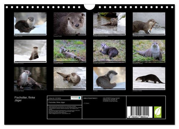 Produktbild: Fischotter, flinke J&auml;ger (Wandkalender 2026 DIN A4 quer), CALVENDO Monatskalender