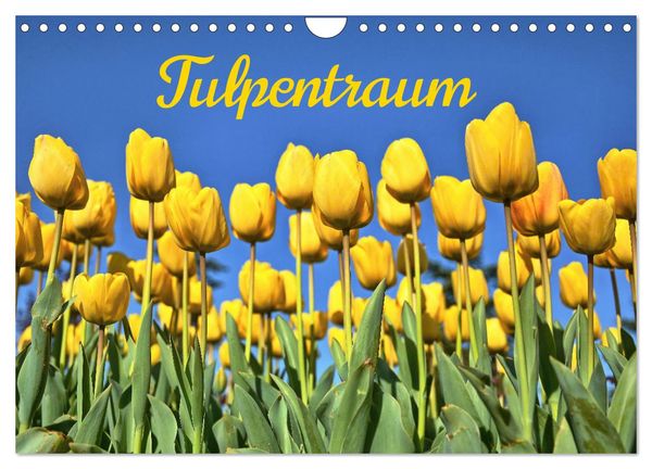 Tulpentraum (Wandkalender 2025 DIN A4 quer), CALVENDO Monatskalender