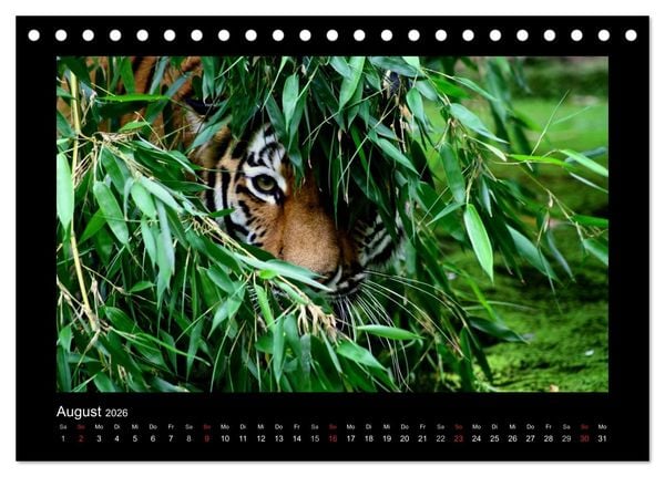 Produktbild: Welt der Katzen - Tiger (Tischkalender 2026 DIN A5 quer), CALVENDO Monatskalender