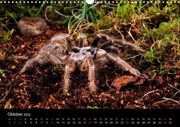 Produktbild: Vogelspinnen - Tarantulas (Wandkalender 2022 DIN A3 quer)