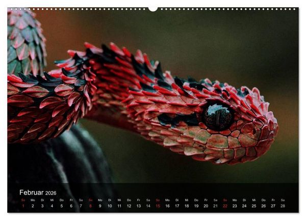Produktbild: Giftschlangen (hochwertiger Premium Wandkalender 2026 DIN A2 quer), Kunstdruck in Hochglanz