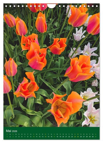Produktbild: Tulpen. Bunter Fr&uuml;hling (Wandkalender 2026 DIN A4 hoch), CALVENDO Monatskalender