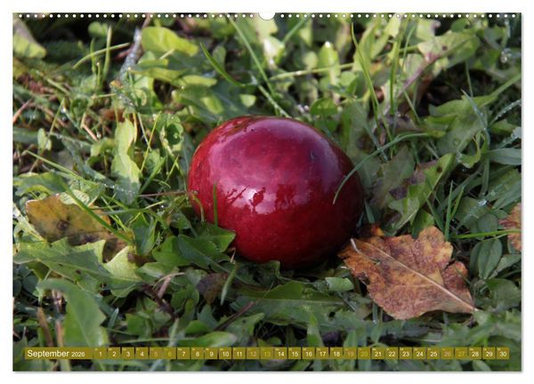Produktbild: Apfelbaum und Streuobstwiesen (Wandkalender 2026 DIN A2 quer), CALVENDO Monatskalender
