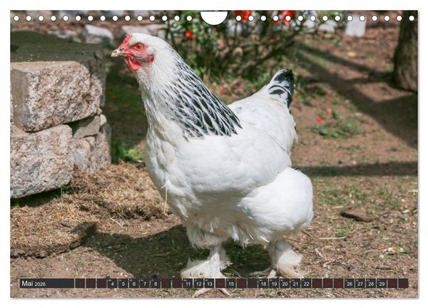 Produktbild: H&uuml;hner im eigenen Garten (Wandkalender 2026 DIN A4 quer), CALVENDO Monatskalender