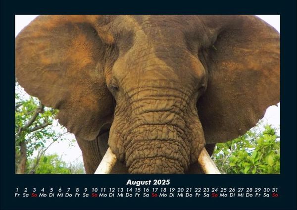 Produktbild: Der Tierkalender 2025 Fotokalender DIN A4