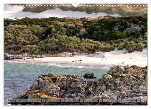 Produktbild: In the Falkland Islands (Wall Calendar 2026 DIN A3 landscape), CALVENDO 12 Month Wall Calendar