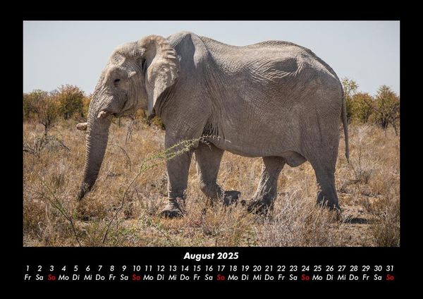Produktbild: Elefanten 2025 Fotokalender DIN A3
