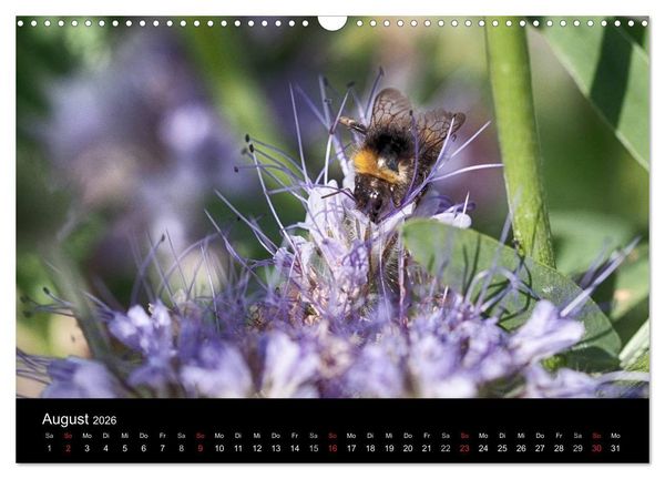 Produktbild: Hummelflug (Wandkalender 2026 DIN A3 quer), CALVENDO Monatskalender