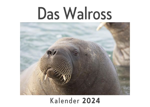 Produktbild: Das Walross (Wandkalender 2024, Kalender DIN A4 quer, Monatskalender im Querformat mit Kalendarium, Das perfekte Geschenk)
