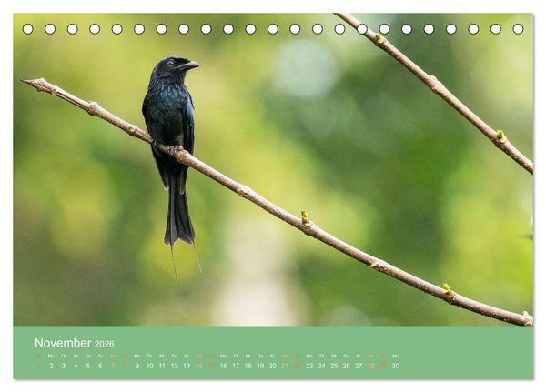 Produktbild: Zwischen Nebel und Baumriesen - V&ouml;gel Borneos (Tischkalender 2026 DIN A5 quer), CALVENDO Monatskalender