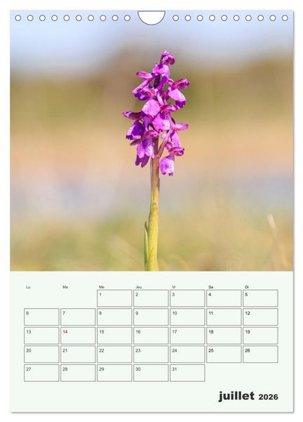 Produktbild: Fleurs en toute simplicit&eacute; - Beaut&eacute; minimaliste (Calendrier mural 2026 DIN A4 horizontal), CALVENDO calendrier mensuel