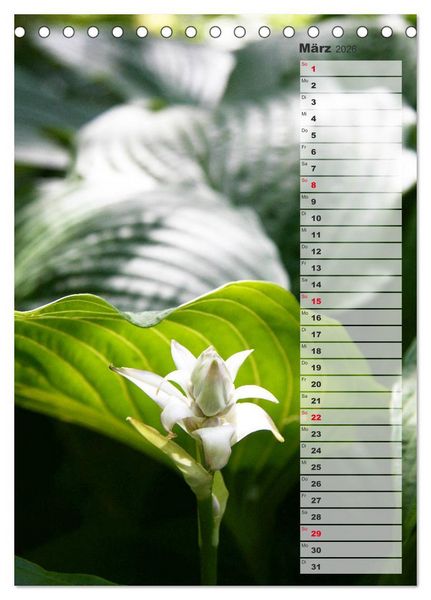 Produktbild: Hostas Herzblattlilien Funkien (Tischkalender 2026 DIN A5 hoch), CALVENDO Monatskalender