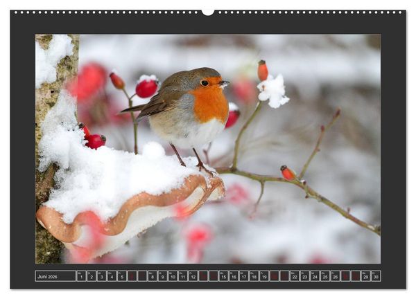 Produktbild: Winterzauber - Tiere in Eis und Schnee (Wandkalender 2026 DIN A2 quer), CALVENDO Monatskalender