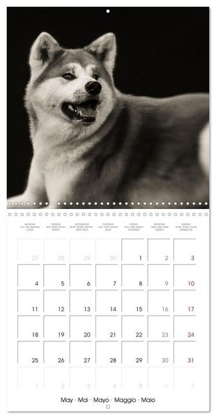 Produktbild: Portraits canins (Calendrier mural carr&eacute; 2026 30x30 cm) Calendrier double avec une page pour vos prises de notes