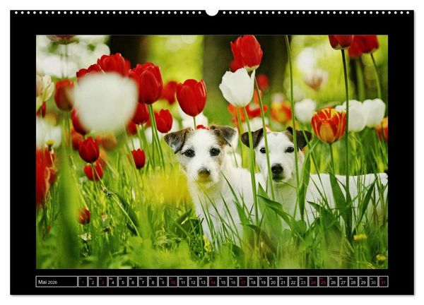 Produktbild: Parson Russell Terrier (hochwertiger Premium Wandkalender 2026 DIN A2 quer), Kunstdruck in Hochglanz